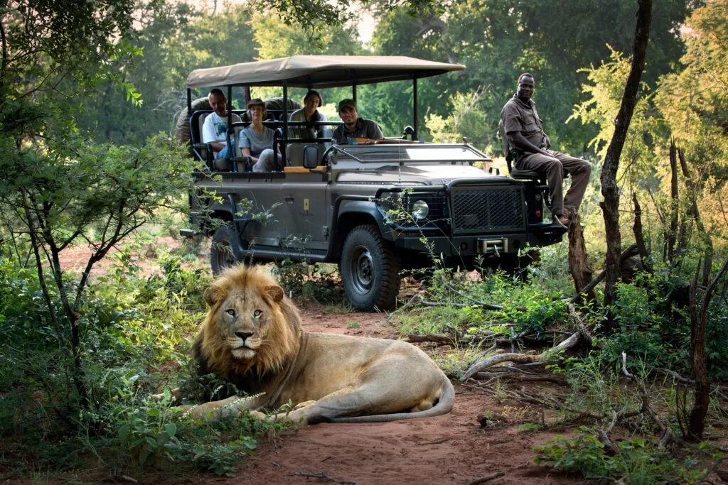 Web Ready JPG Morukuru Family Madikwe Male lion sighting 1024x683 - Auserwählter Luxusurlaub: Relais & Châteaux