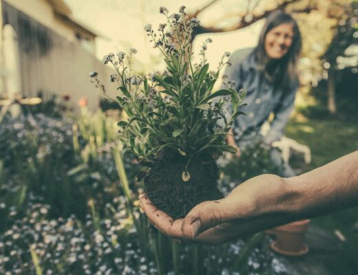 gartengestaltung 520x400 - Höchste Garten-Standards: Die besten Tipps für einen luxuriösen Außenbereich